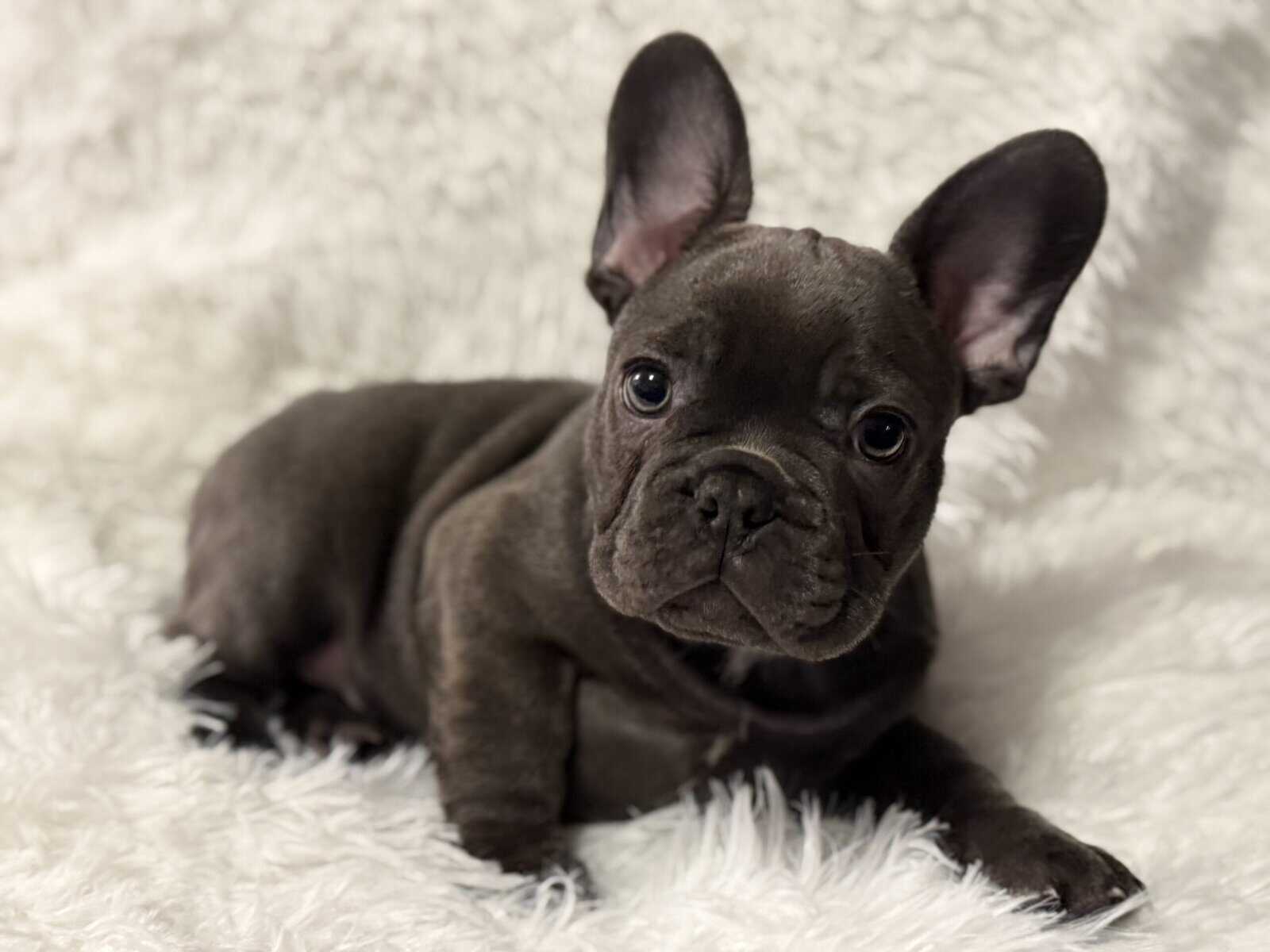 PRICE REDUCED - AKC French Bulldog Puppies image 1