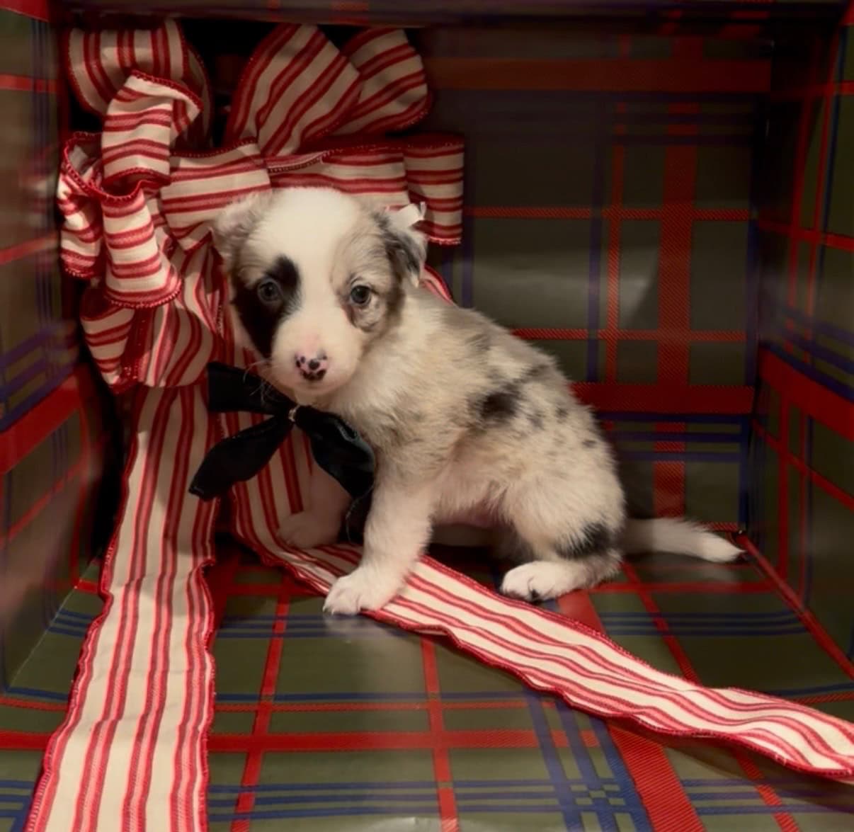 AKC BORDER COLLIES image 6
