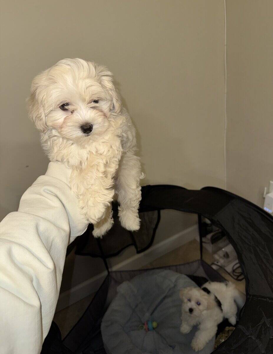 Pluto (Poochon) image 1