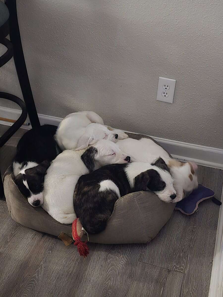 Christmas puppies 5 American bulldog st Bernice mi image 1