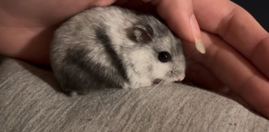White Winter Dwarf Hamster ! & Cage/Bedding/Food image 2
