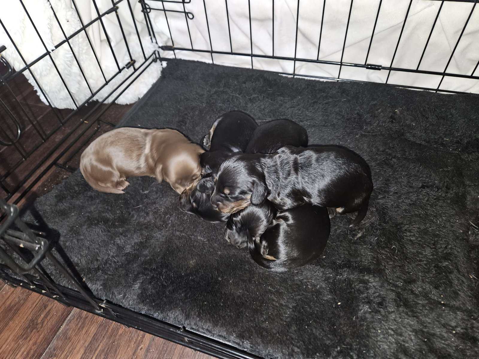 Long-haired dachshund puppies image 2