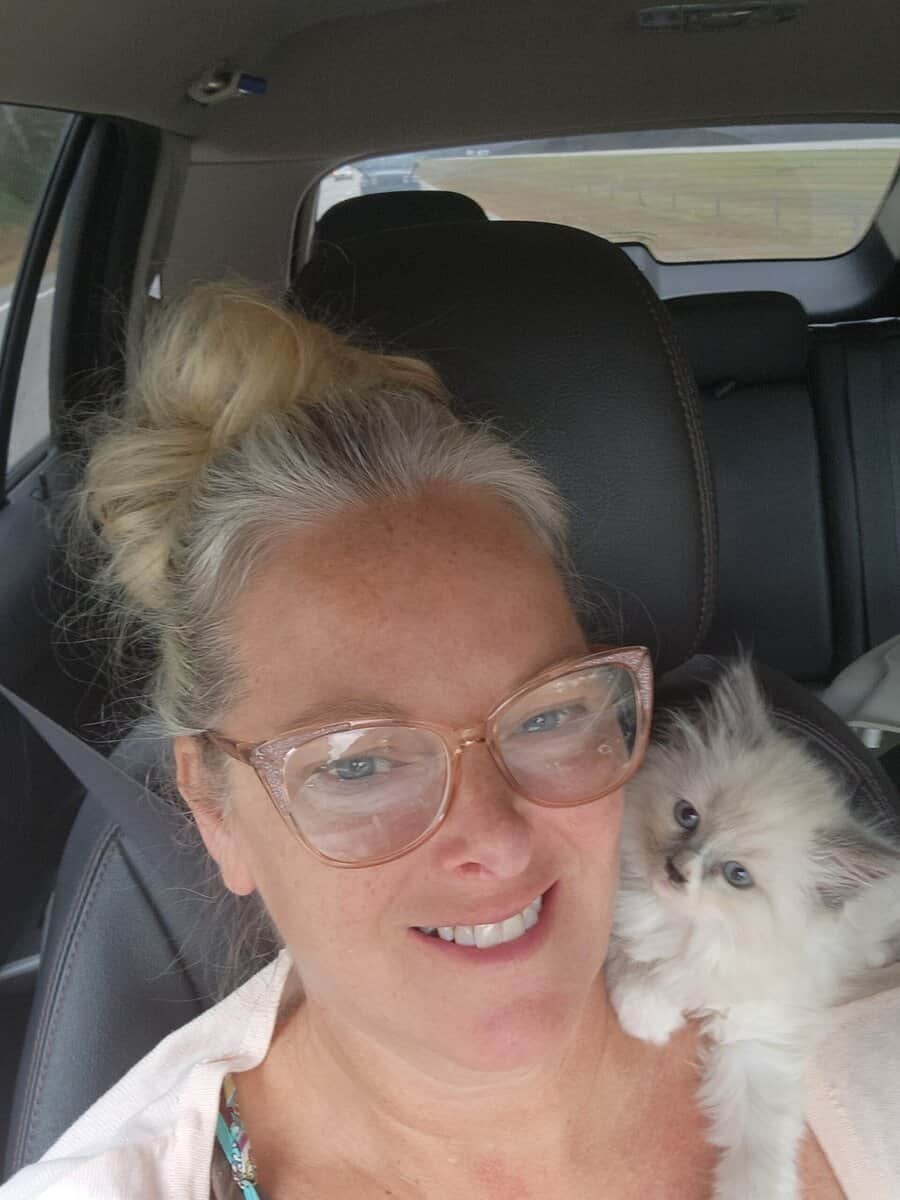 Blue Mitted long hair Ragdoll kitten 12 weeks $800 image 3