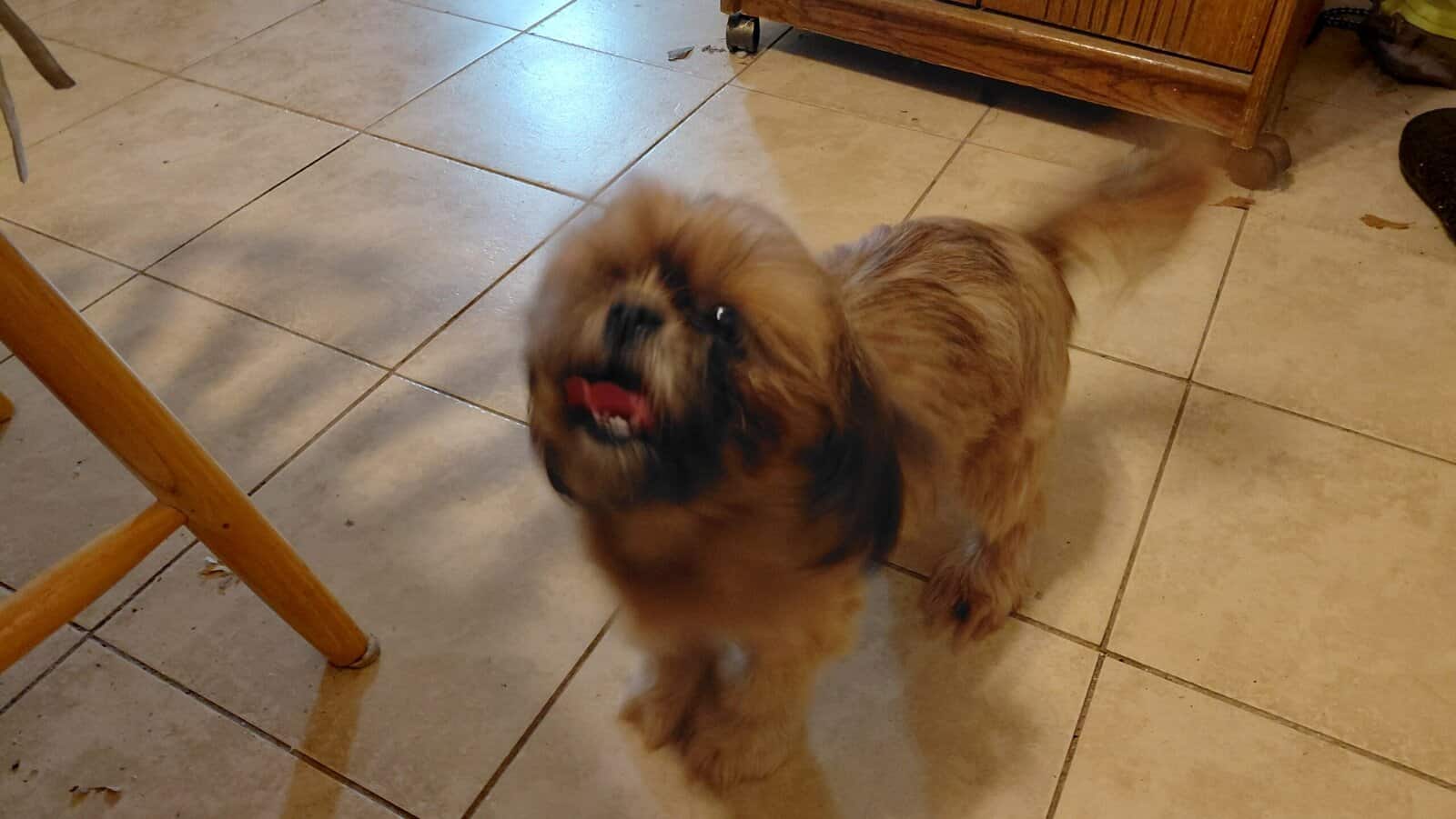 Rehoming pet image 1