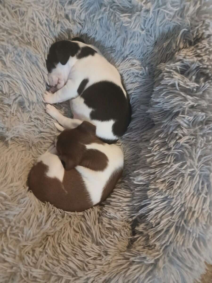 5 Week Old Precious Chiweenie Babies!!! image 6
