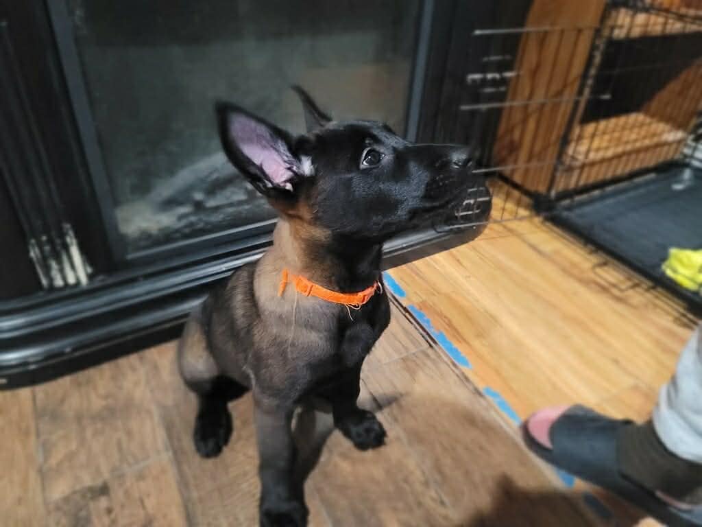 Belgian malinois pups image 14