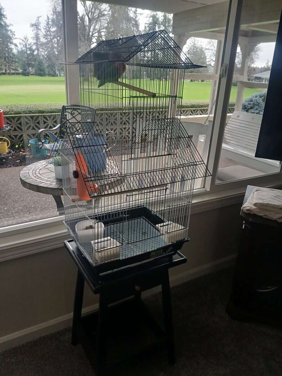 Male and female Lovebirds for sale image 3