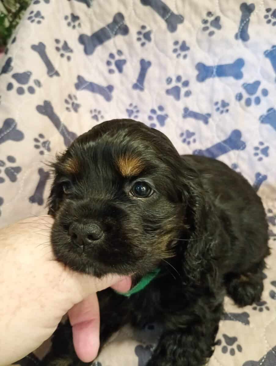 Cocker spaniel girls image 6