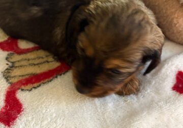 CKC Reg. Boar and Cream Long Haired Dachshund RIP