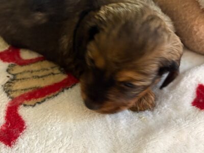 CKC Reg. Boar and Cream Long Haired Dachshund RIP