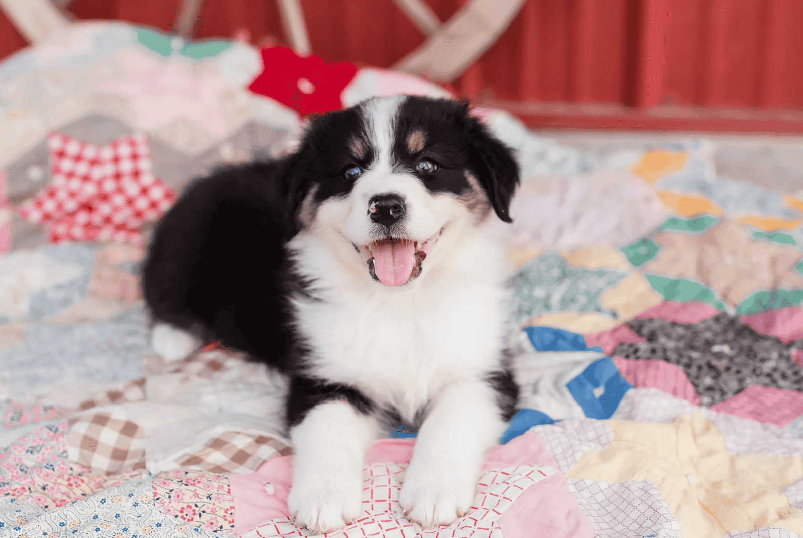Pure Bred Australian Shepherd Puppies Due SOON! image 3
