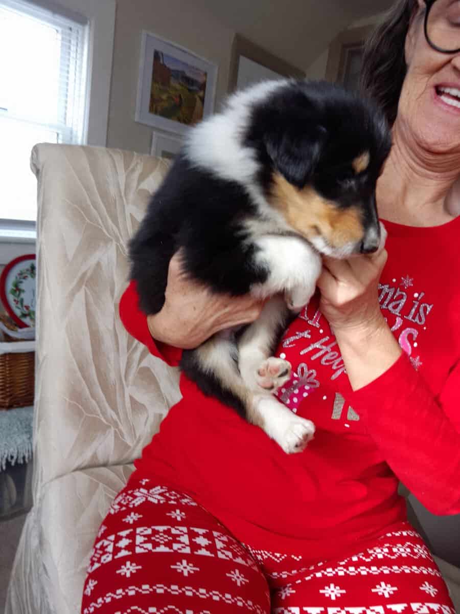 Rough Collie Pups image 4