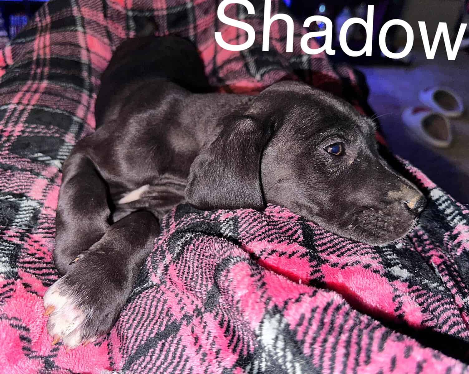 Shadow AKC Great Dane image 1