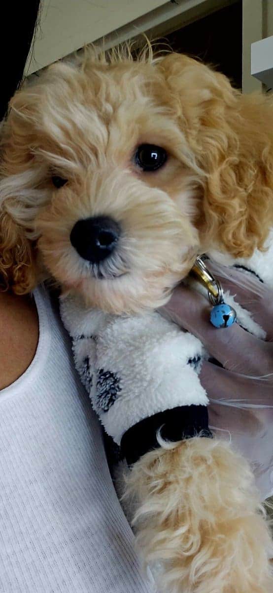 12 WK OLD MALE COCKAPOO image 12