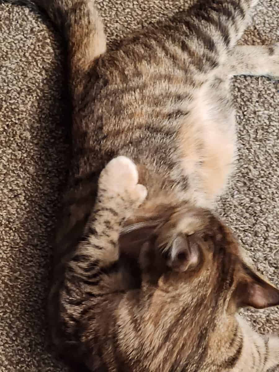 Free cat 1 year old image 2
