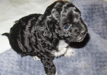 Shih-poo puppies for sale in time for Christmas