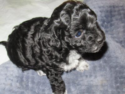 Shih-poo puppies for sale in time for Christmas