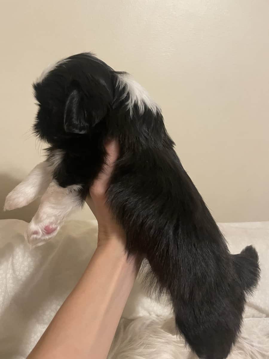 Shih Tzu Pups image 6