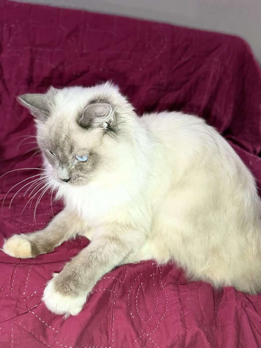 Pure Bred Rag doll Kitten named Pepsi image 9