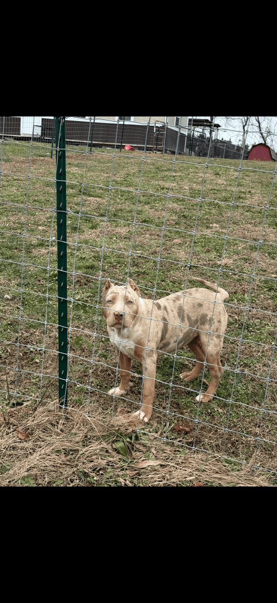 XL bully puppy image 1