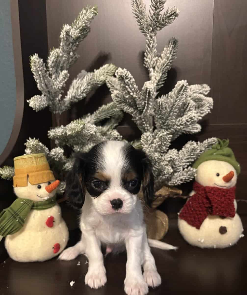 Cavalier King Charles image 6