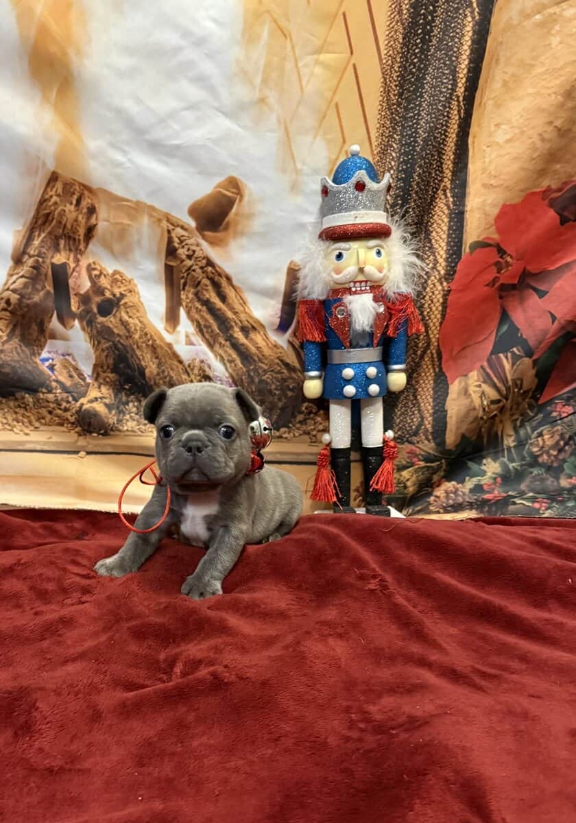 Frenchie puppies image 2