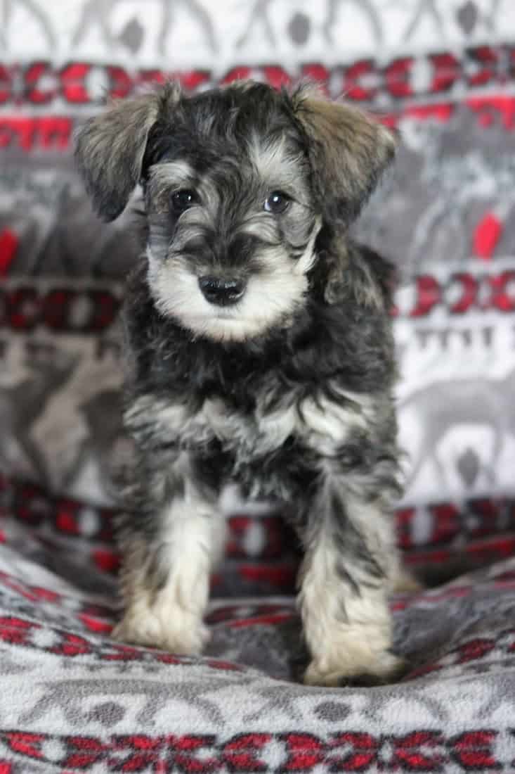 Miniature Schnauzer Puppies! image 5