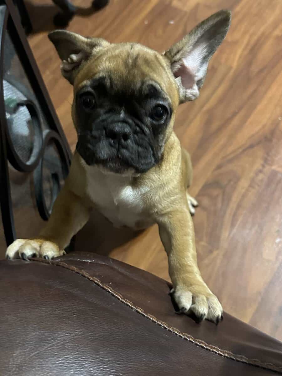 Rehoming 6 AKC French Bulldogs Available NOW image 3