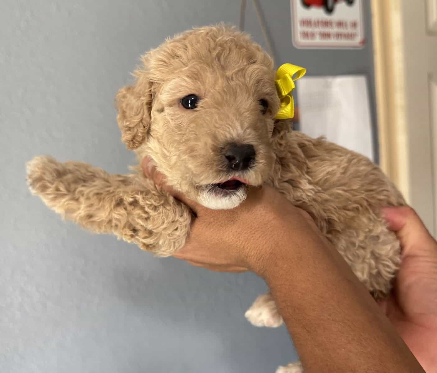 Goldendoodle image 5