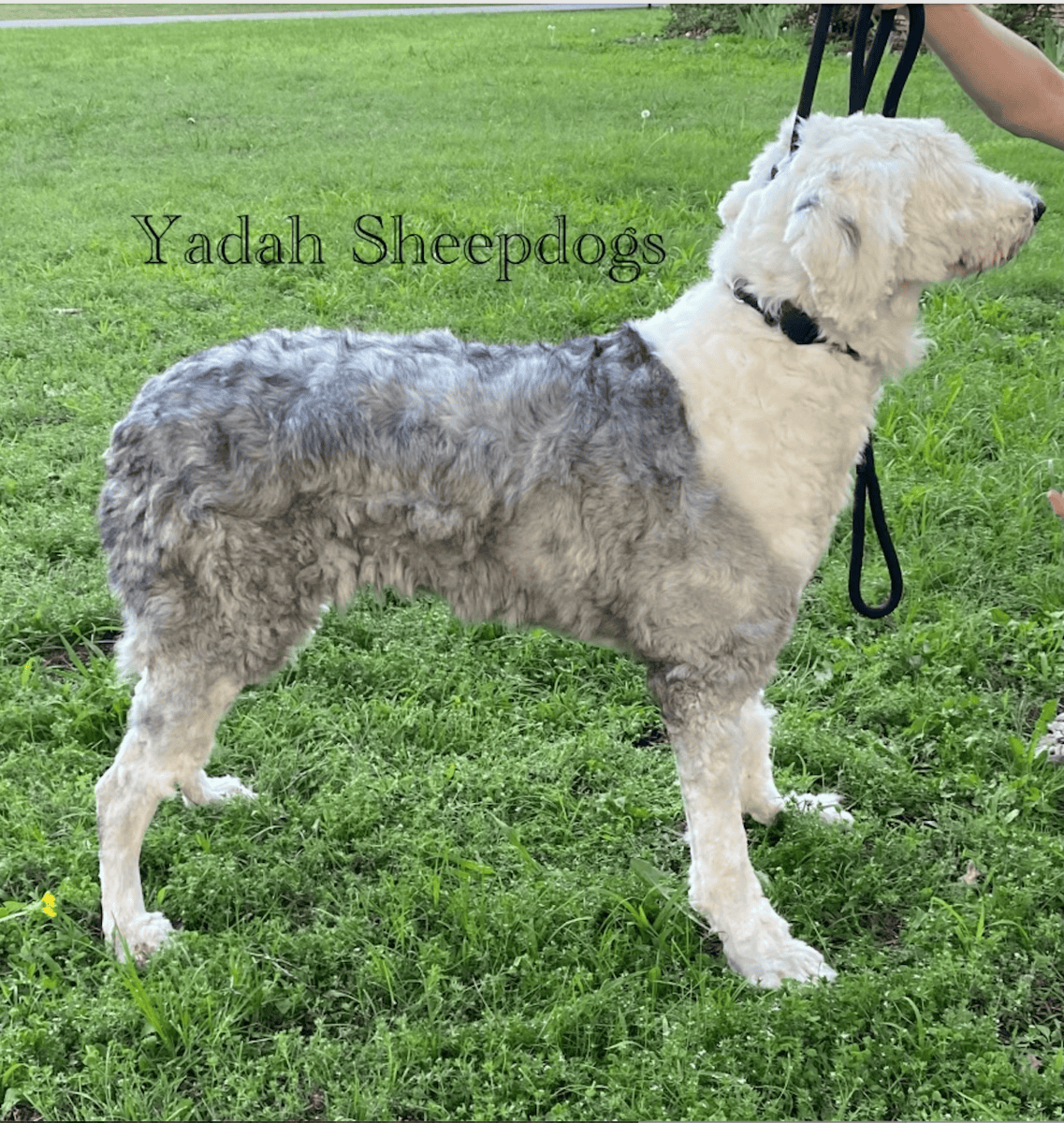 International CH Bloodline OES Puppies image 1