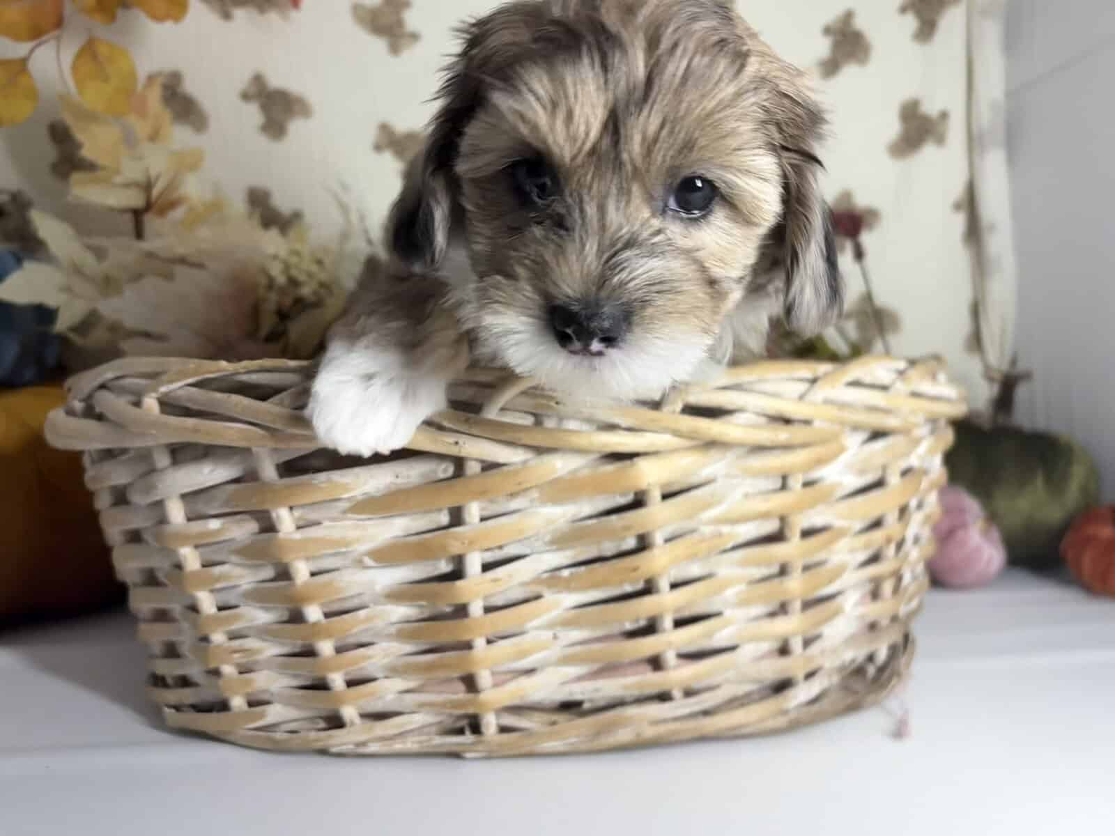 Mini Doodle puppies are looking for homes! image 4