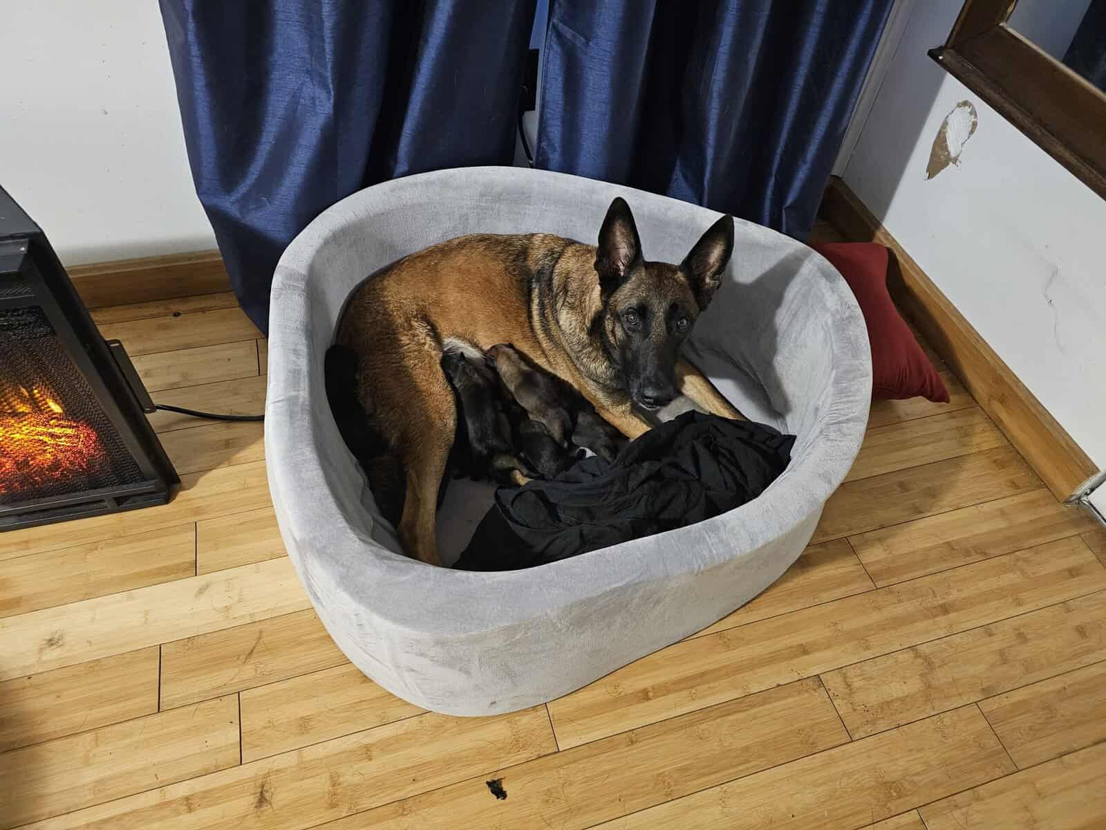 AKC BELGIAN MALINOIS PUPS image 10