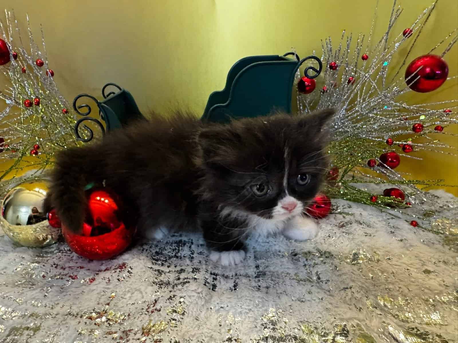 Tuxedo male standard Munchkin image 7