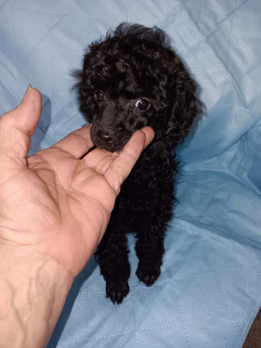 Toy poodles image 1