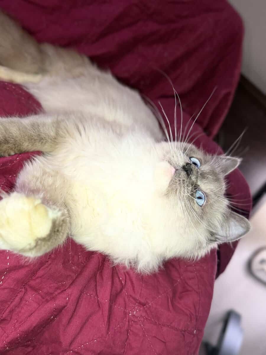 Pure Bred Rag doll Kitten named Pepsi image 11