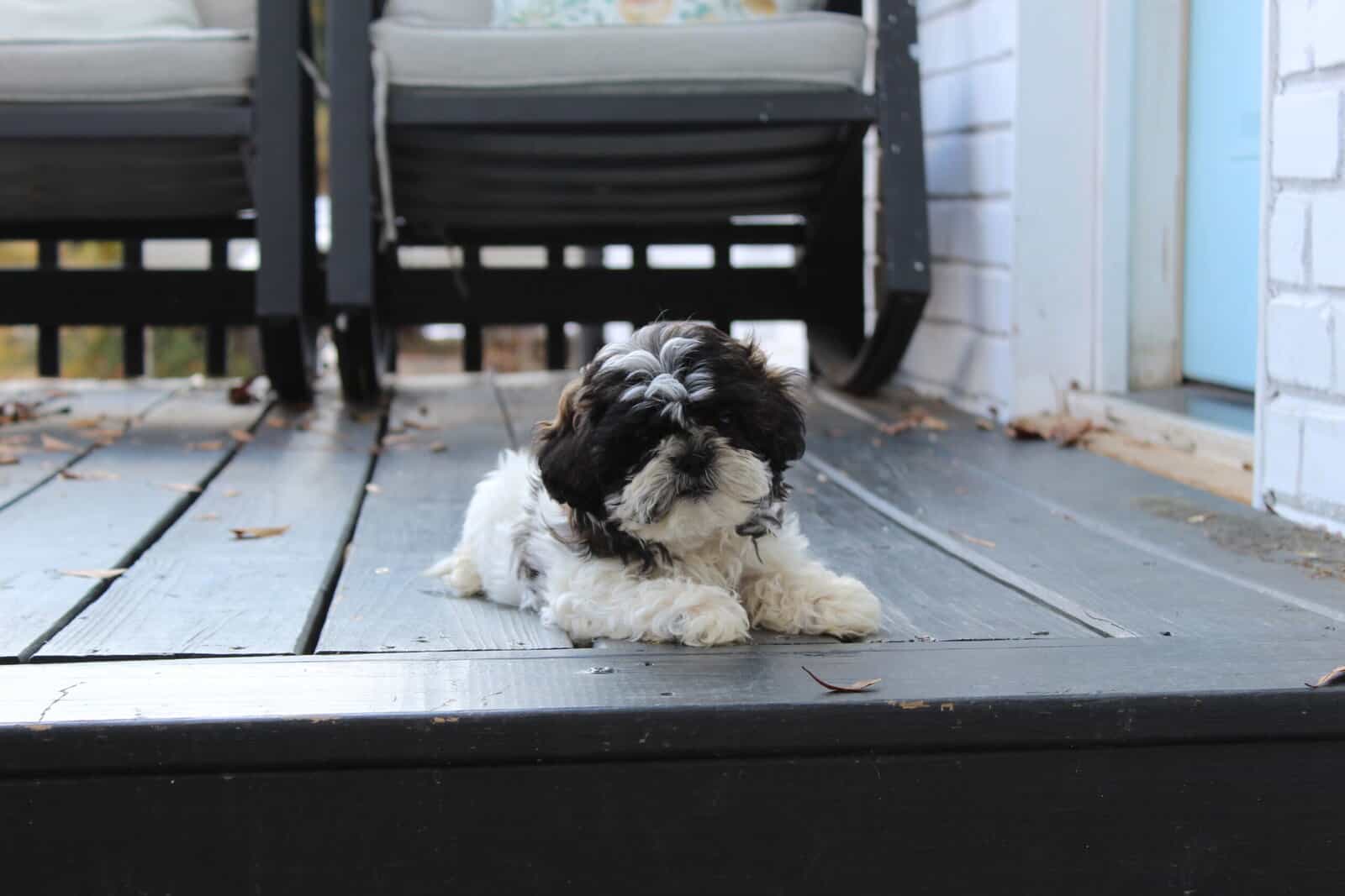 Shih Tzu puppy AKC image 4