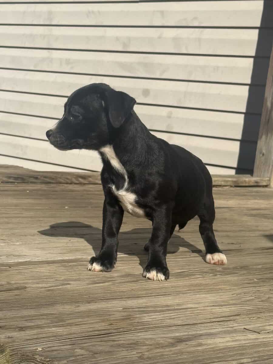 Rare Breed/Chi Staffy Bull pups /Designer Pups image 1