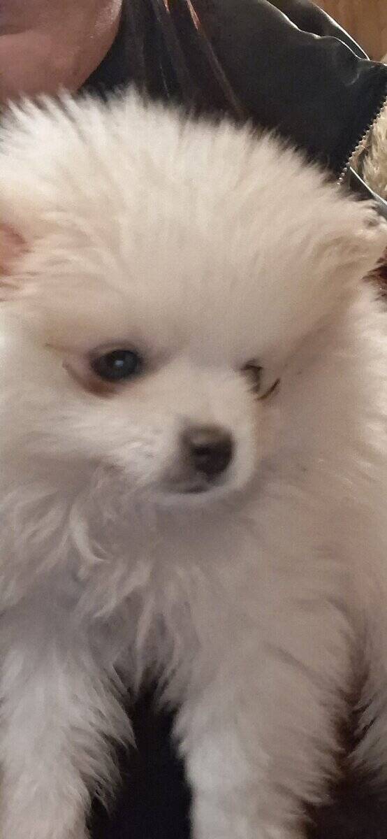 Full bread boy Pomeranian image 2