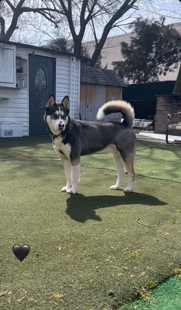 Finding Home for Siberian Husky image 1