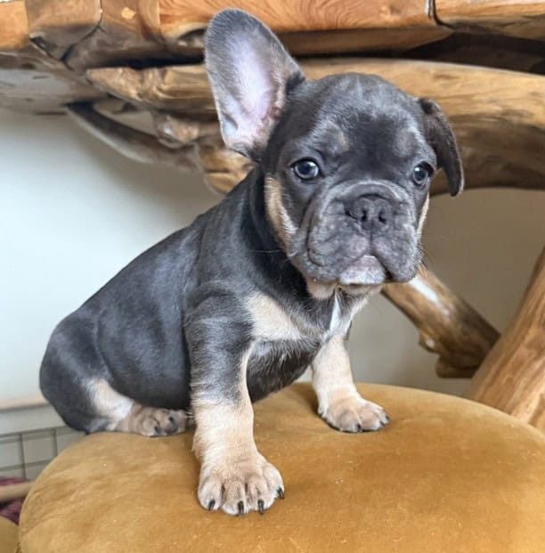 AKC French Bulldog Puppies — Select Placement image 4