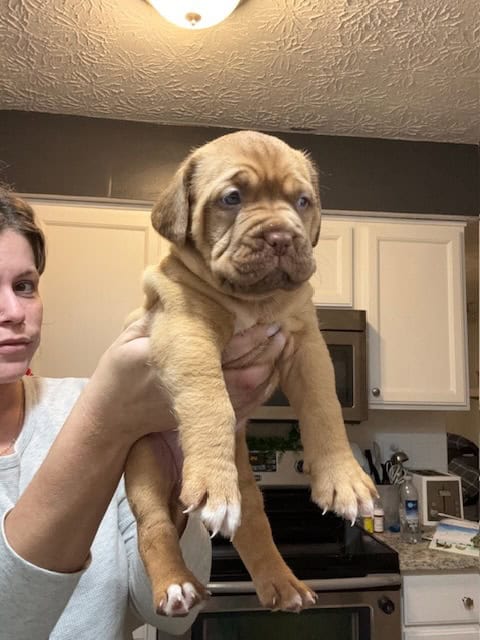 Champ BL/ 8 week old Dogue De Bordeaux pups image 4