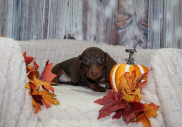 OMG Mini Dachshund Puppies
