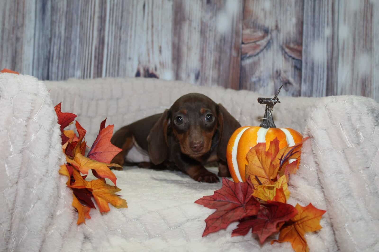 OMG Mini Dachshund Puppies image 1