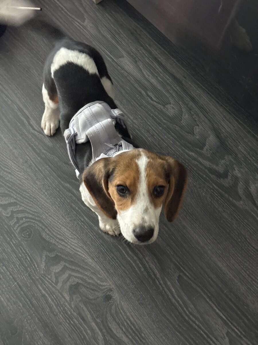Beagle for sale image 1