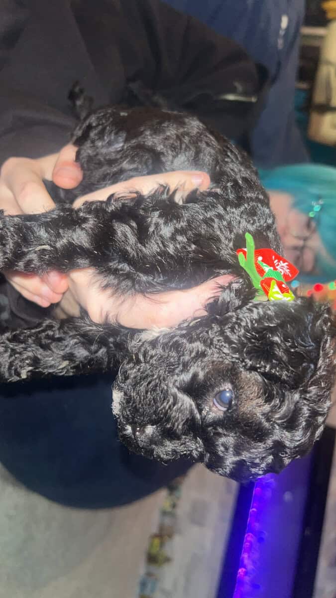 Tiny Doodle Puppies for Christmas in Iowa image 19