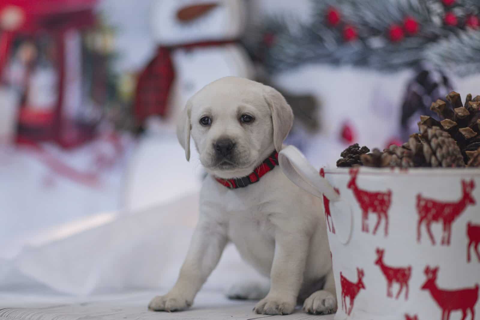 Christmas Puppies Available image 9