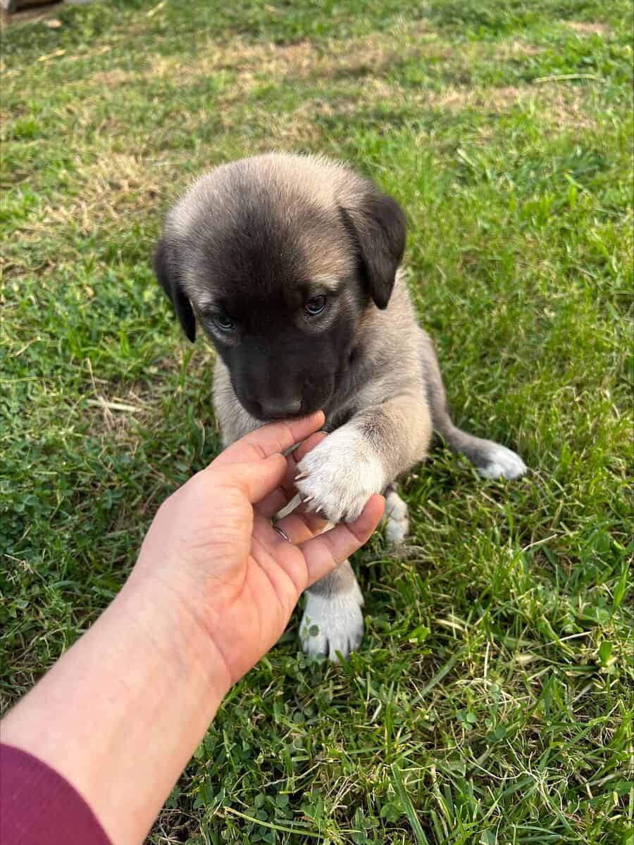 Anatolian Shepherds image 3