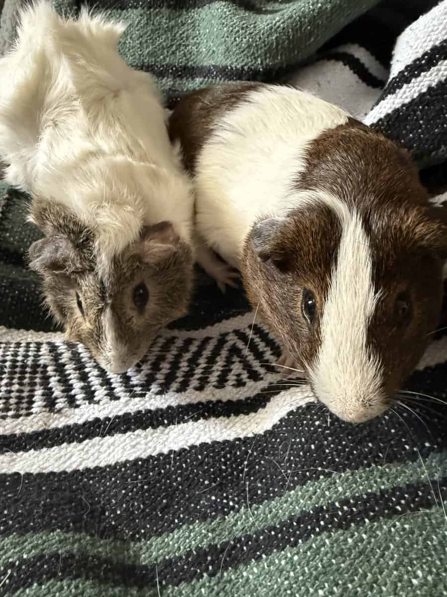 Pair of male guinea pigs image 1