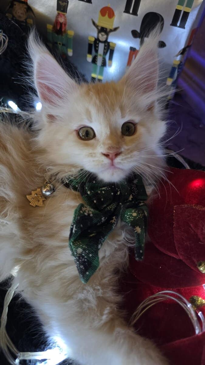 Moonshine- Purebred Maine Coon image 6