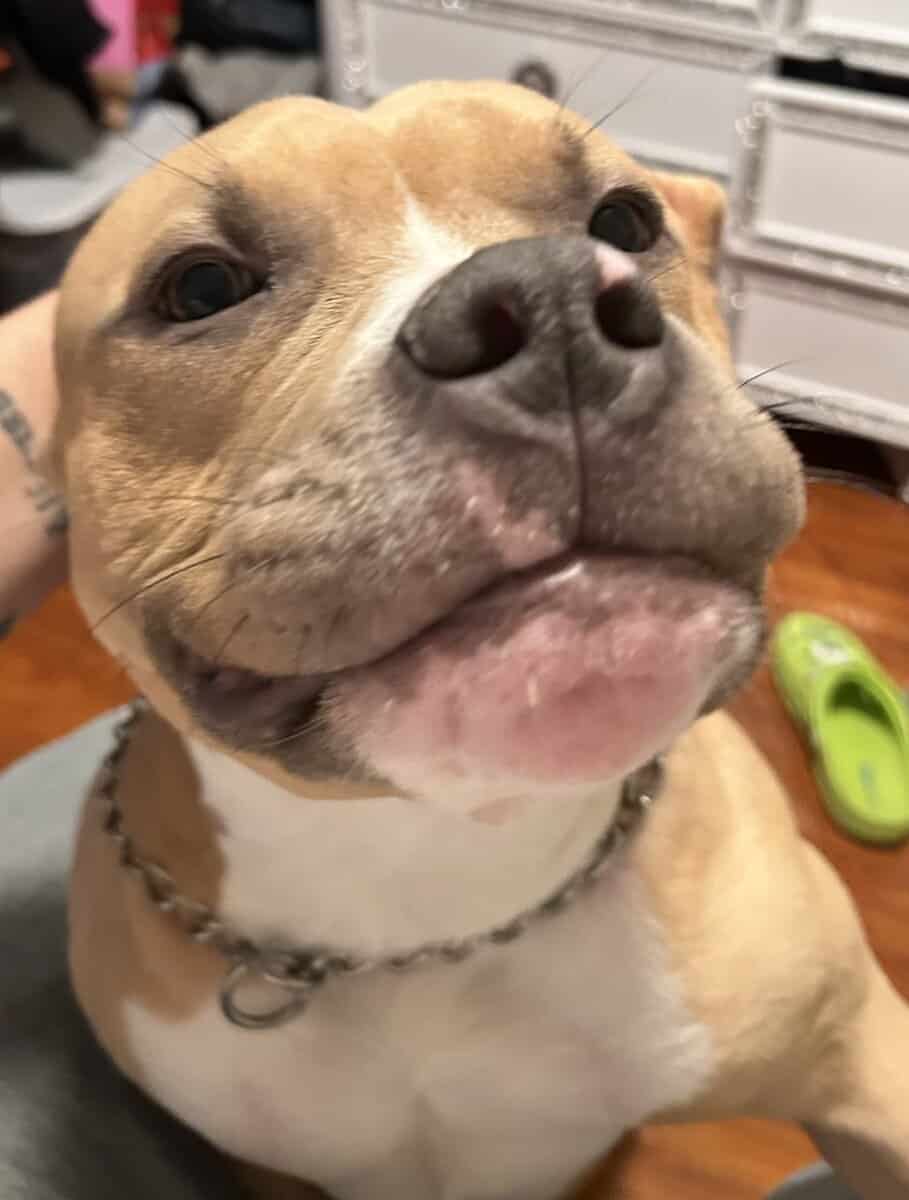 9 Month old Puppy image 1